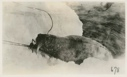 Image of Walrus. Pulling one out on top of ice